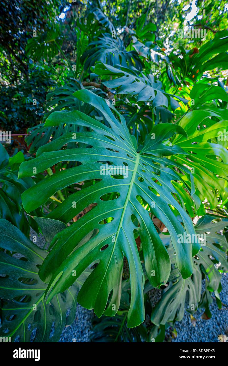 Schweizer Käsepflanze (Monstera deliciosa), Araceae. Immergrüner Kletterstrauch. Zierpflanze im Innenbereich, ungewöhnliche Blume. Stockfoto