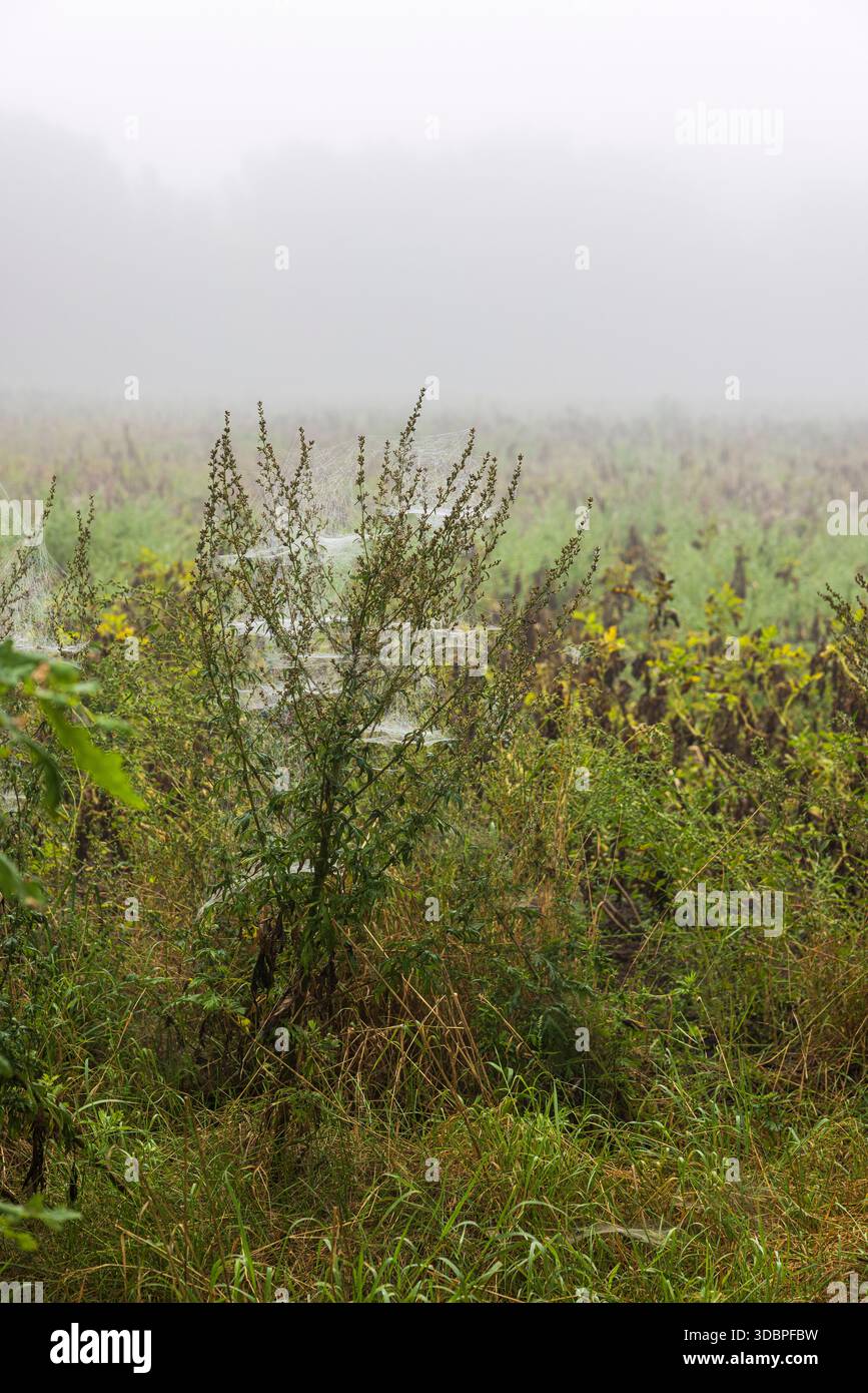 Filigrane Spinnennetze an Pflanzen Stockfoto