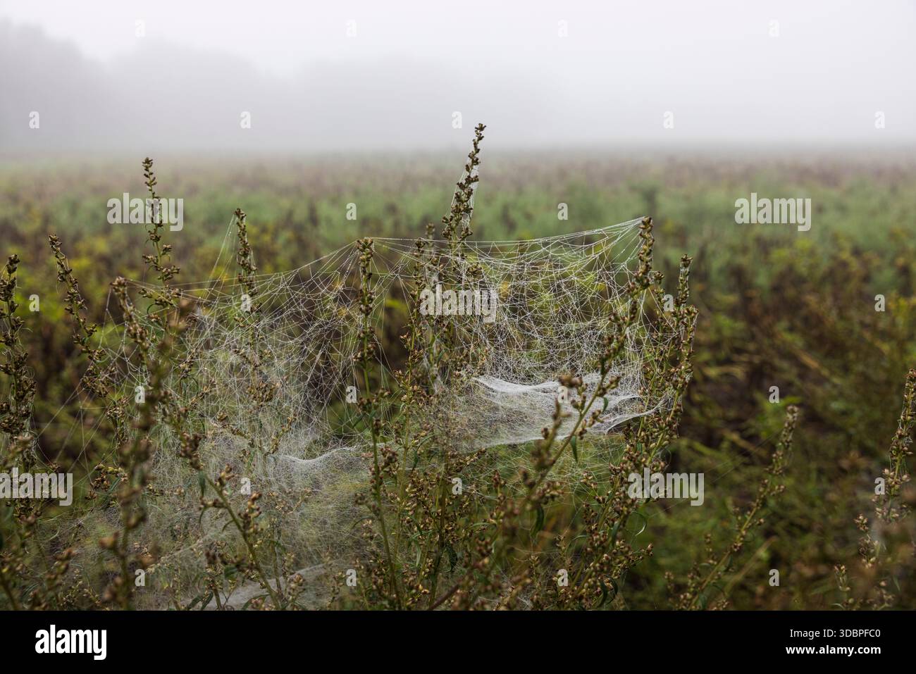 Filigrane Spinnennetze an Pflanzen Stockfoto