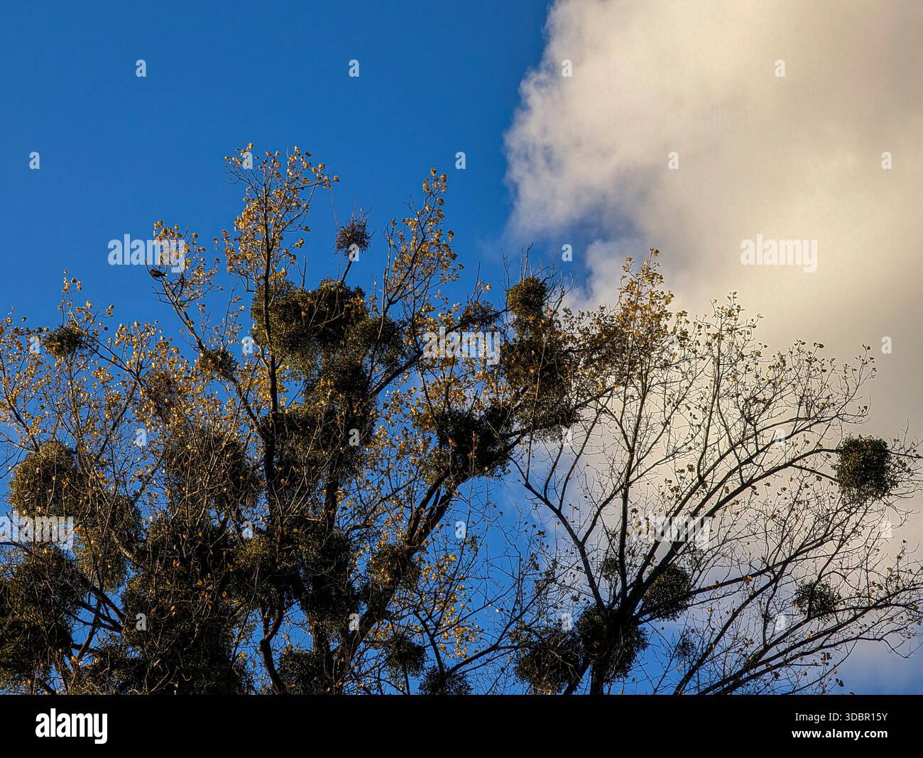 Mistel, Viscum Album, wächst stark auf den Zweigen eines Laubbaums vor einem hellblauen Himmel und einer großen weißen Wolke in München. Stockfoto