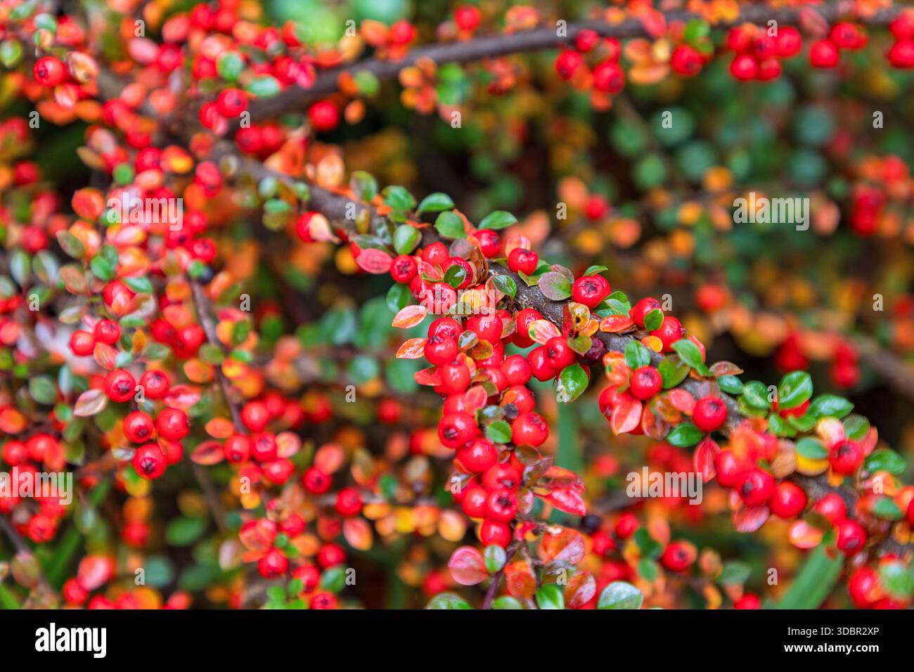Rock Cotoneaster, Cotoneaster horizontalis, Äste mit roten Früchten im Herbst Stockfoto