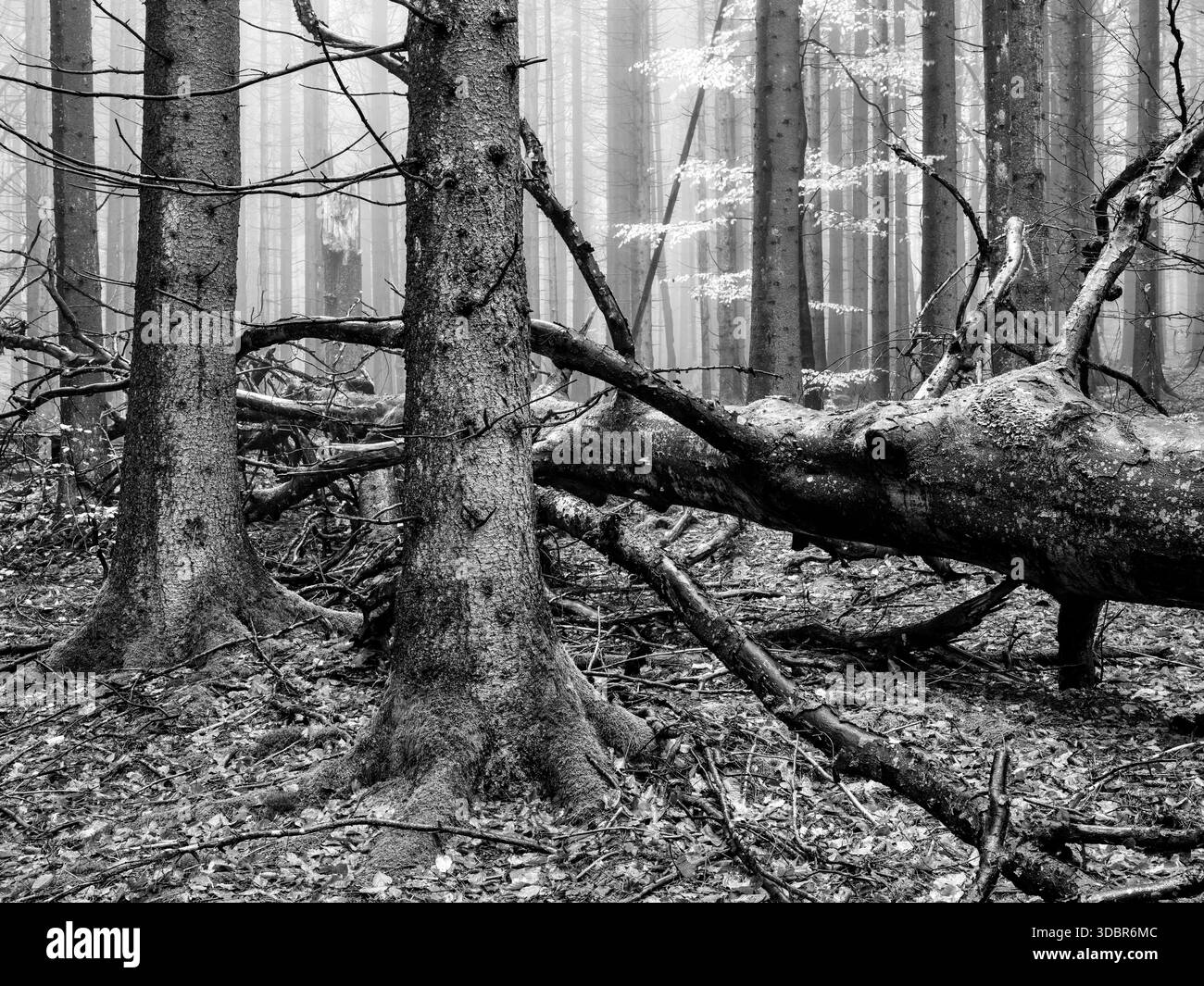 Aufstrebender Urwald in der Nähe des Lusen National Park Center Stockfoto