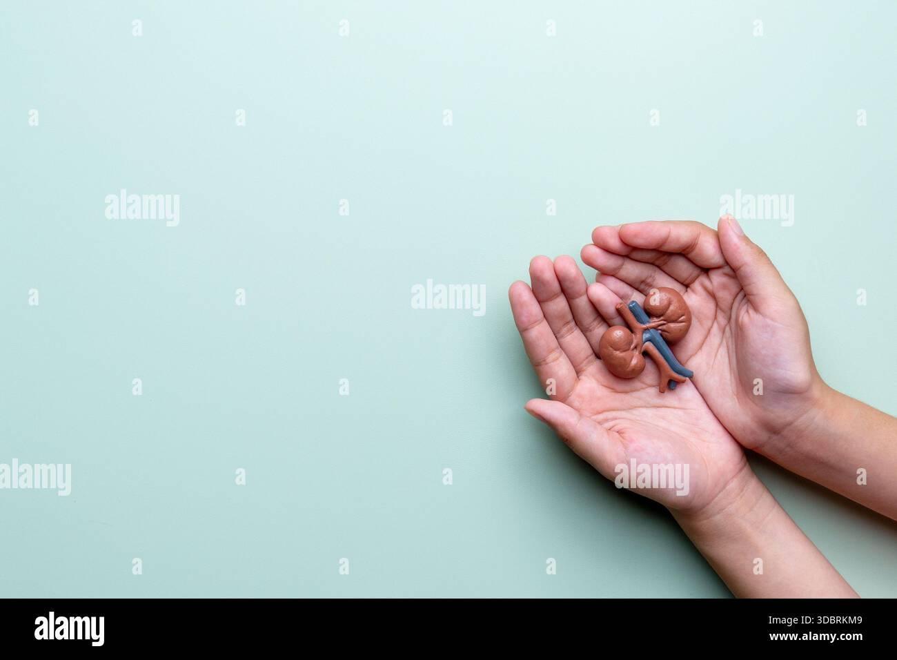 Menschliche Hände, die Nierenmodelle halten. Nierengesundheit, Organpflege, medizinisches Bewusstsein, Weltnierentag Konzept. Kopierbereich für Text. Stockfoto