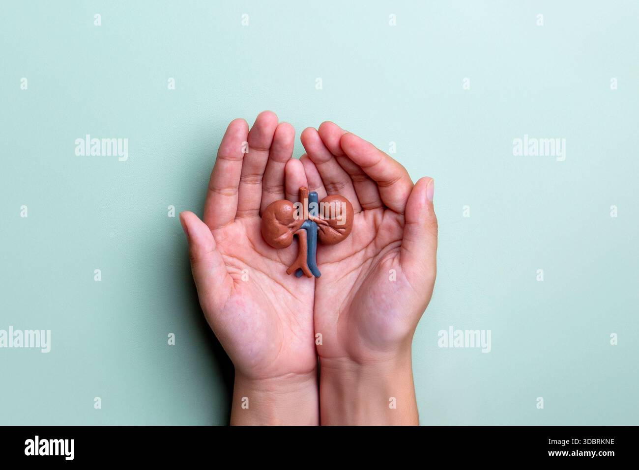 Menschliche Hände, die Nierenmodelle halten. Nierengesundheit, Organpflege, medizinisches Bewusstsein, Weltnierentag Konzept. Kopierbereich für Text. Stockfoto