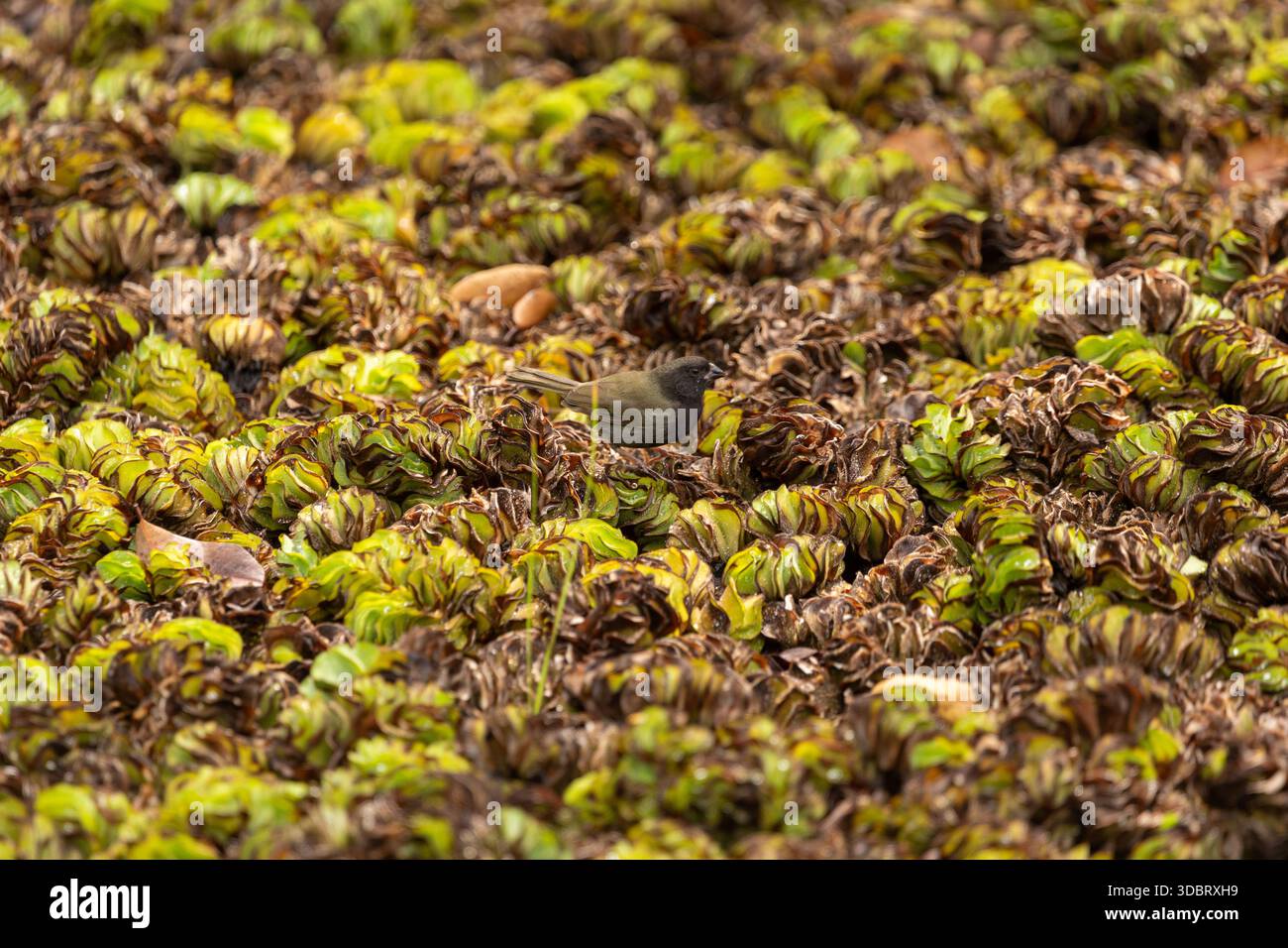 Schwarze Grasquit, die auf Salat in einem tropischen Feuchtgebiet steht und die karibische Vogelwelt und schwimmende Süßwasserpflanzen hervorhebt. Stockfoto