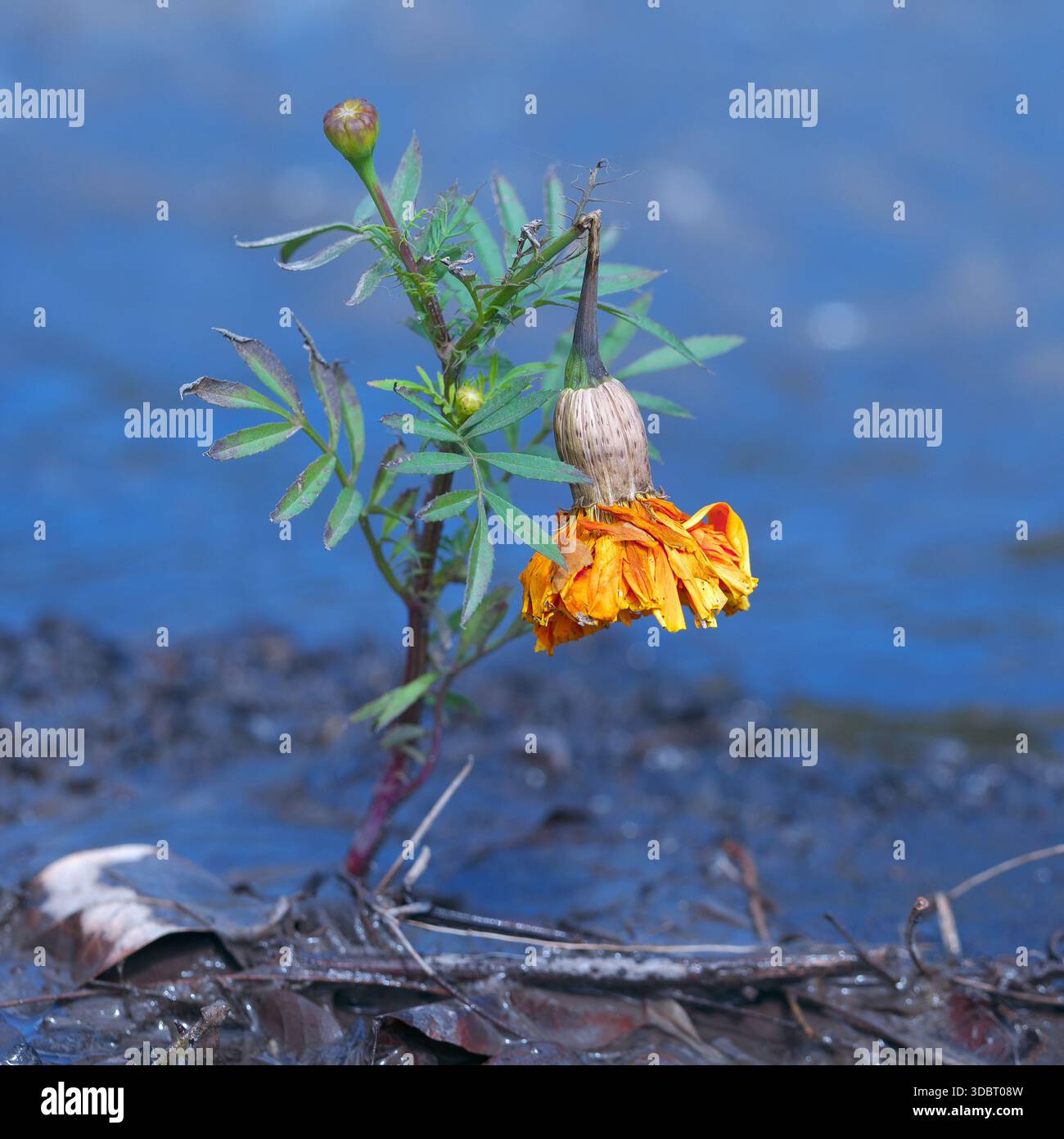 Broken Tagetes patula, Insel Reunion, August 2025 Stockfoto