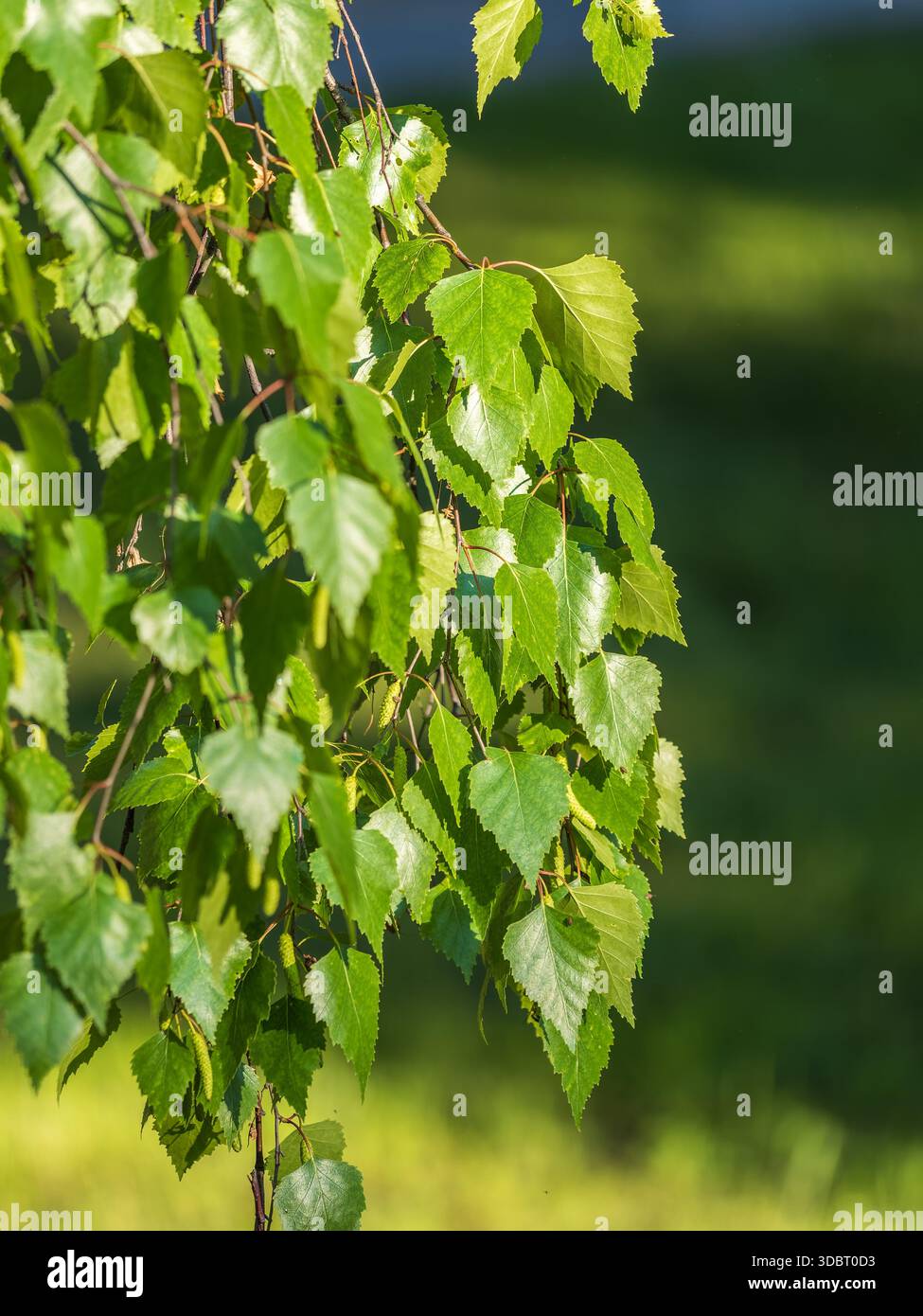 Birkenzweige mit frischen grünen Blättern und Samen. Der Zweig einer Birke schließt sich mit grünen Blättern und herabhängenden Kätzchen an. Selektiver Fokus. Birke b Stockfotografie