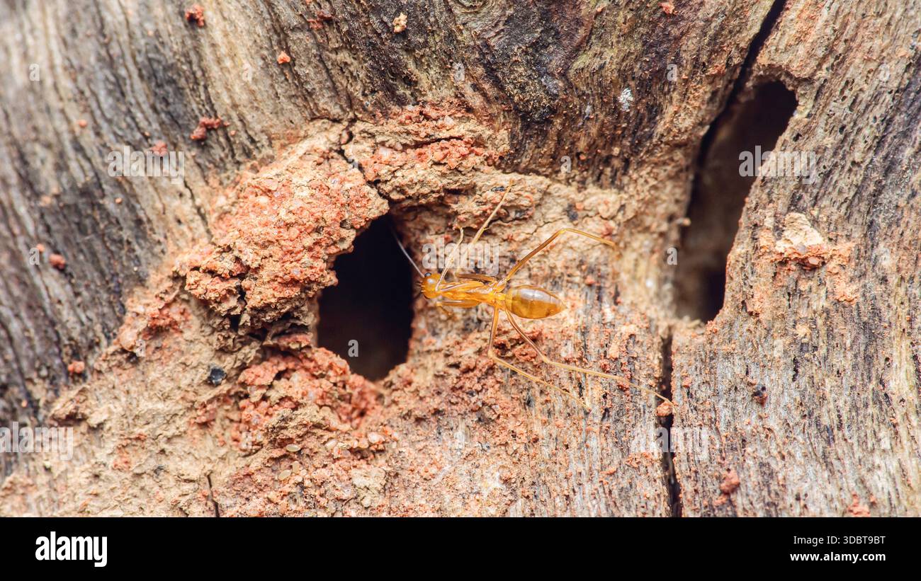 Termiteninsekt, das aus seinem Schlammrohrnest austritt und auf einem beschädigten Holzstamm aktiv ist, zeigt Schädlingsbefall und -Verfall. Fotografie in thailand, nein Stockfoto