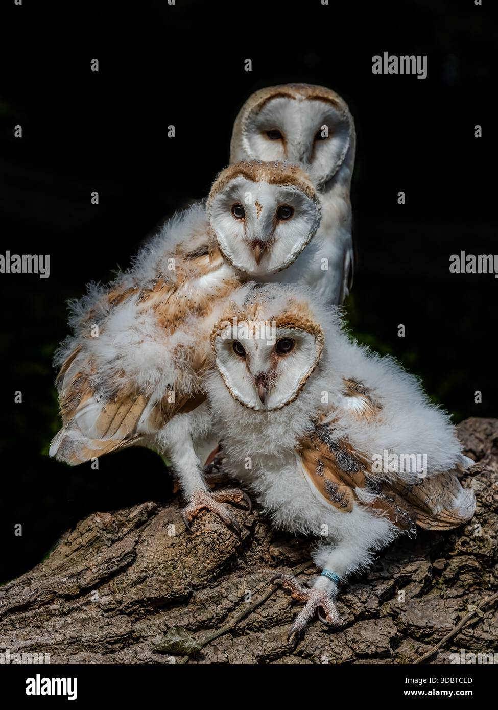 Sammlung verschiedener Greifvögel, meist Eulen, die in offener Landschaft in oder in der Nähe eines Waldes im Nordengland aufgenommen werden. Baby-Scheuneneulen. Stockfoto