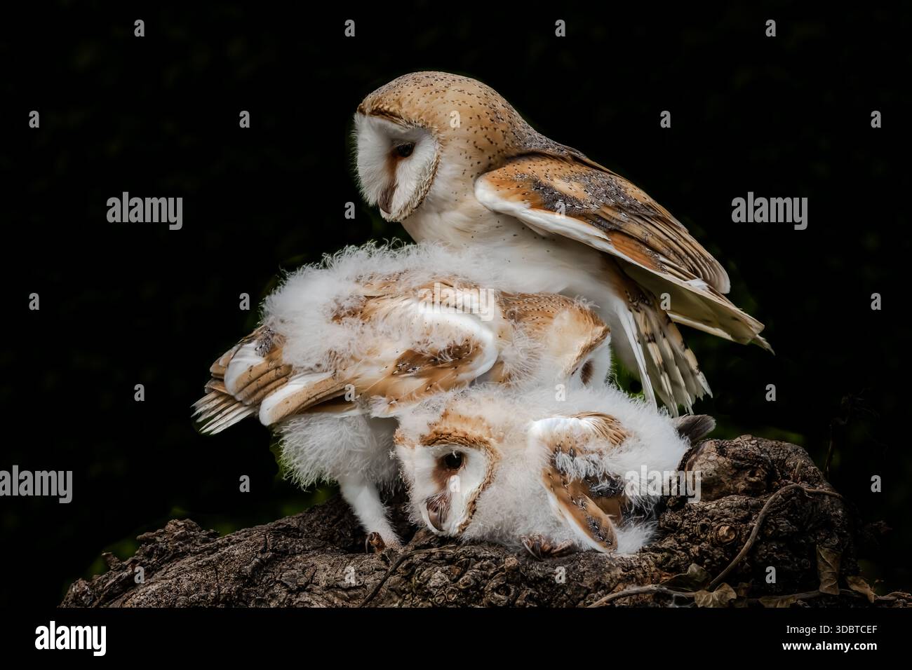 Sammlung verschiedener Greifvögel, meist Eulen, die in offener Landschaft in oder in der Nähe eines Waldes im Nordengland aufgenommen werden. Baby-Scheune-Eulen in einem Haufen. Stockfoto
