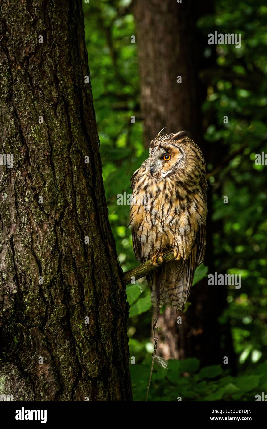 Profil einer Langohrigen Eule aus einer Sammlung verschiedener Greifvögel, meist Eulen, die in oder in der Nähe eines Waldes im Nordengland gefangen werden. Stockfoto