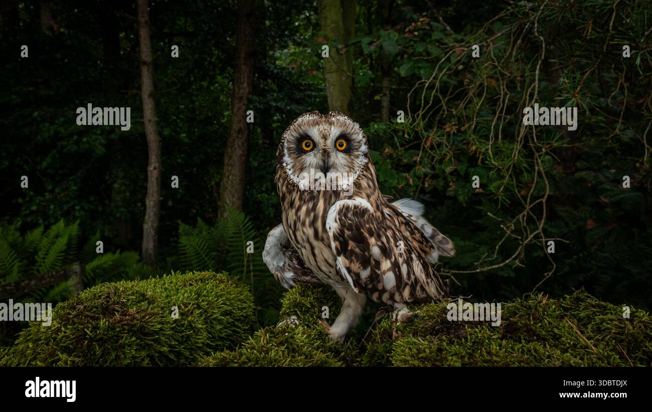 Profil einer Kurzohr-Eule aus einer Sammlung verschiedener Greifvögel, meist Eulen, die normalerweise in oder in der Nähe eines Waldes im Nordengland aufgenommen werden. Stockfoto