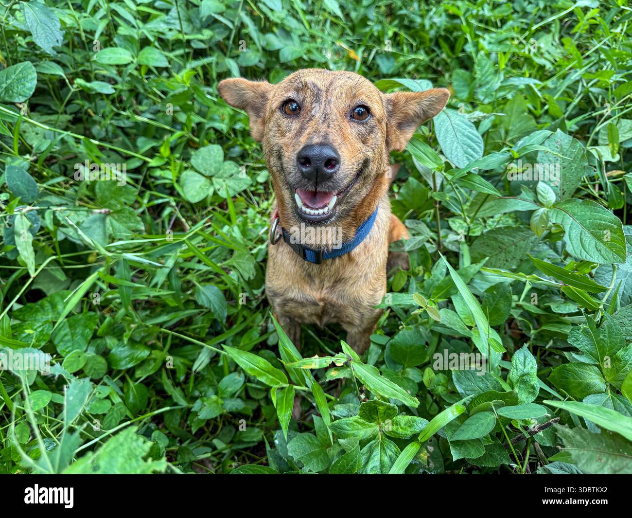 Asong Pinoy (Aspin) / Asong Kalye (Askal) Mehlhund auf den Philippinen, philippinische streunende gemischte einheimische Hunde, philippinische heimische Arten, ländlich - Smartphone-aufgenommenes Stockfoto