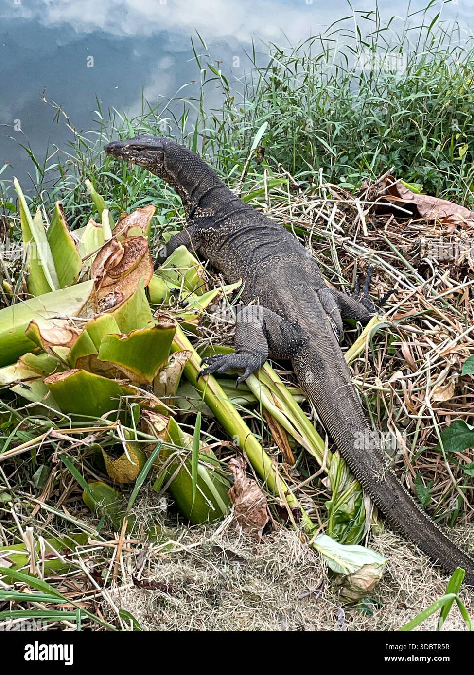 Eine große Monitoreidechse, die in einer natürlichen Umgebung auf dem Boden liegt und ihre strukturierten Skalen, kräftigen Gliedmaßen und ihren charakteristischen langen Schwanz zeigt. Stockfoto