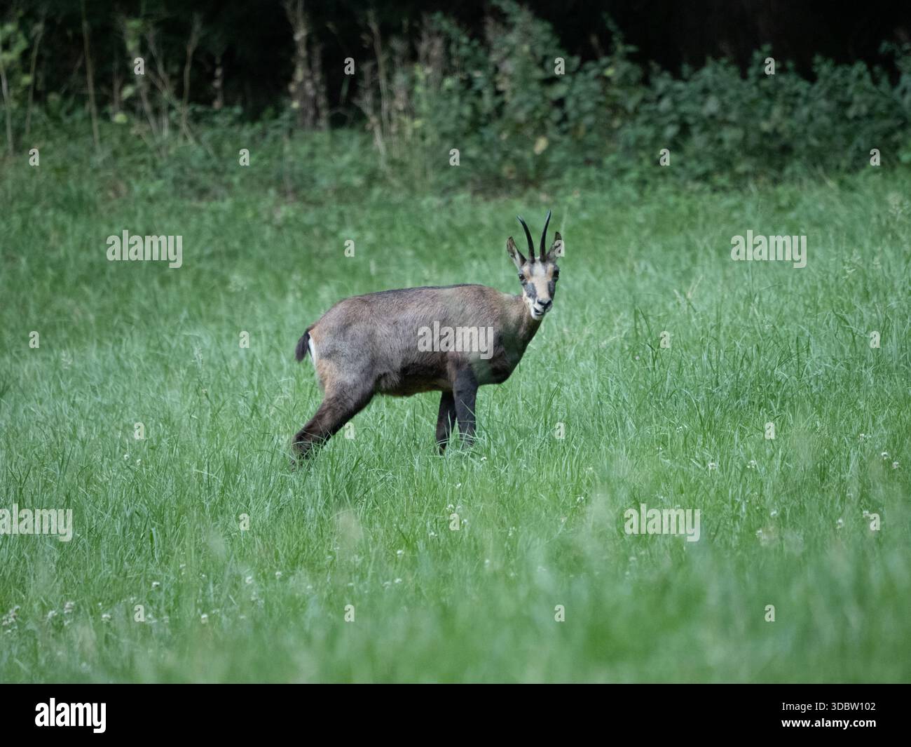 Gämse auf einer grünen Wiese am Waldrand bei Bern, Schweiz Stockfoto