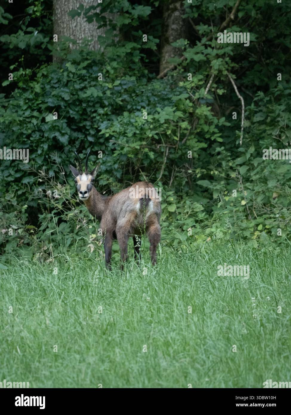 AlpenGämse am Waldrand auf einer grünen Wiese bei Bern, Schweiz - Tierporträt im natürlichen Lebensraum Stockfoto