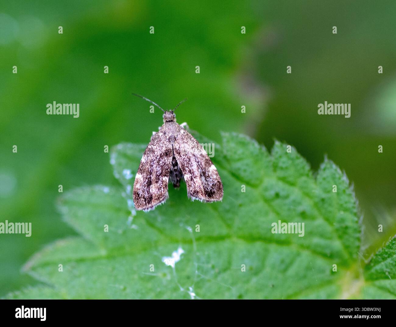 Gewöhnlicher Brennnesselhahn (Anthophila fabriciana) auf einem Brennnesselblatt bei Seaton Wetlands, Devon, Großbritannien Stockfoto