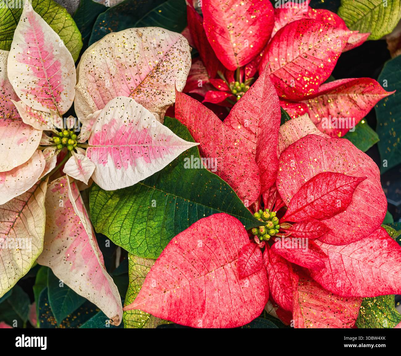 Rot weiß und rosa Weihnachtsstern Weihnachtsblumen mit Gold Glitter Feiertagsdekoration Display Neujahrshintergrund Stockfotografie