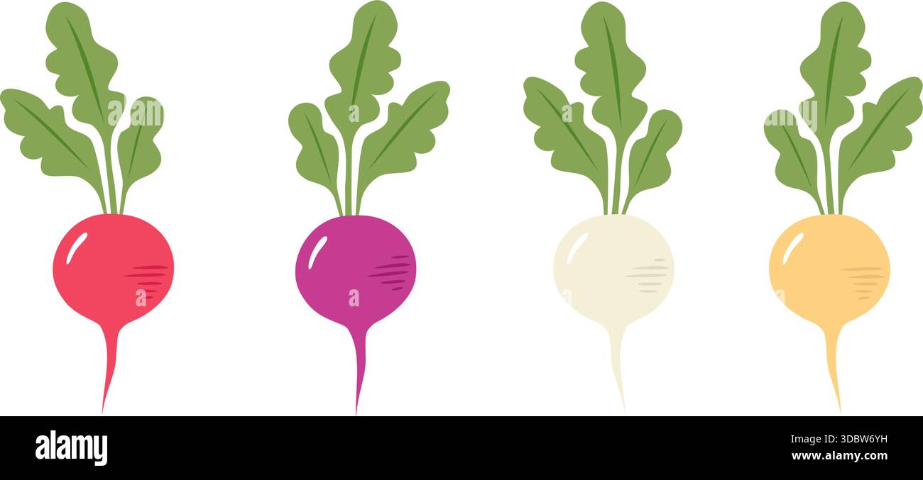 Rettich Wurzel Gemüse flach Vektor Illustration Set Stock Vektor