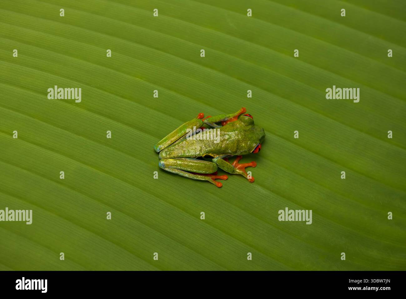 Rotäugigen Baumfrosch (Agalychnis Callidryas) Stockfoto