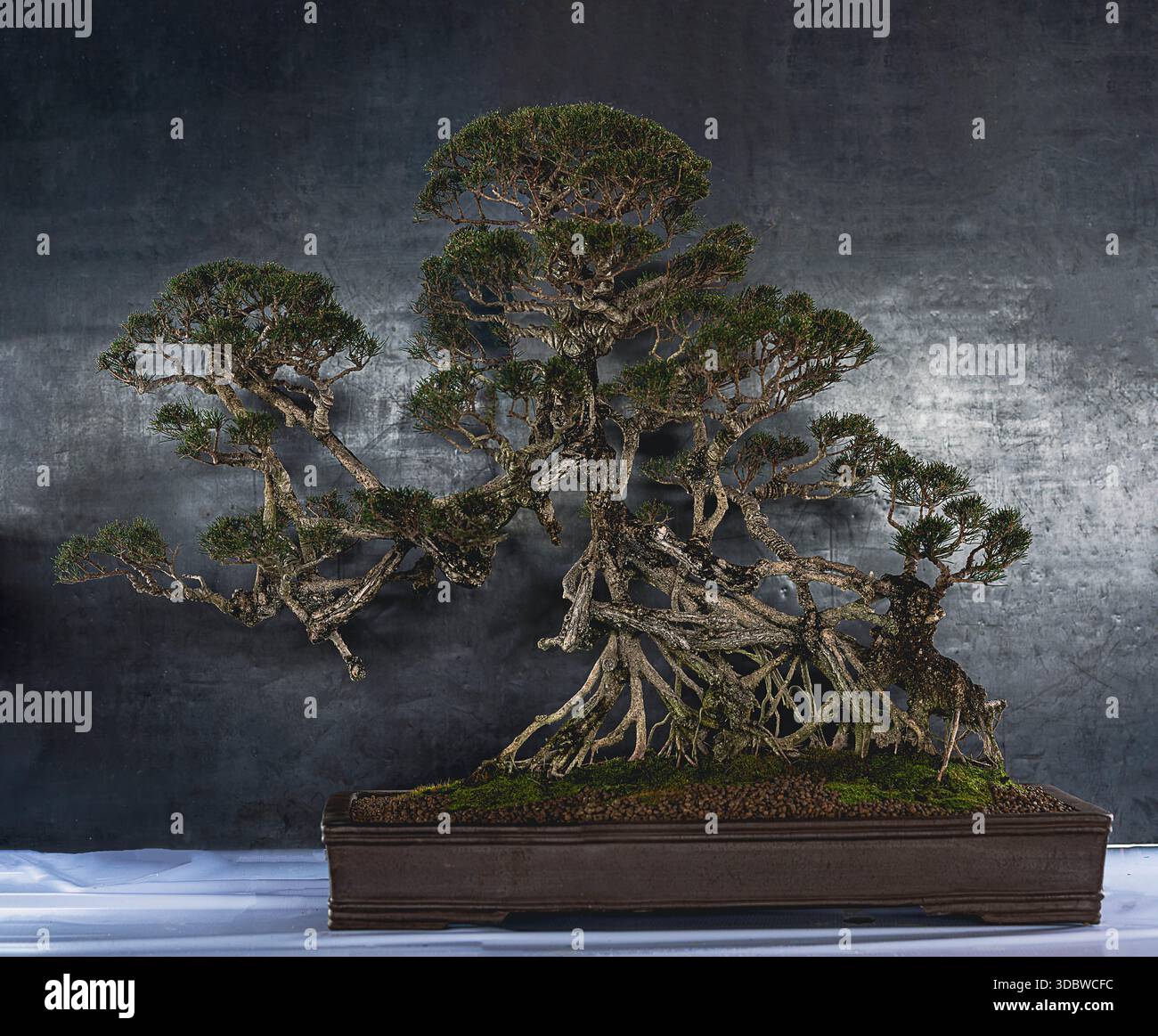 deckel bonsai 19,5 cm (7,6