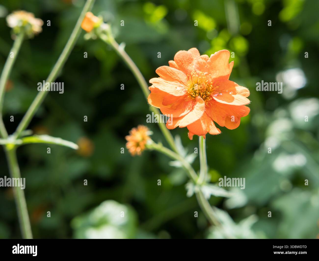 Rote Avenen (Geum coccineum) blühen im Sommer Border, Stoke Park, Guildford, England Stockfoto