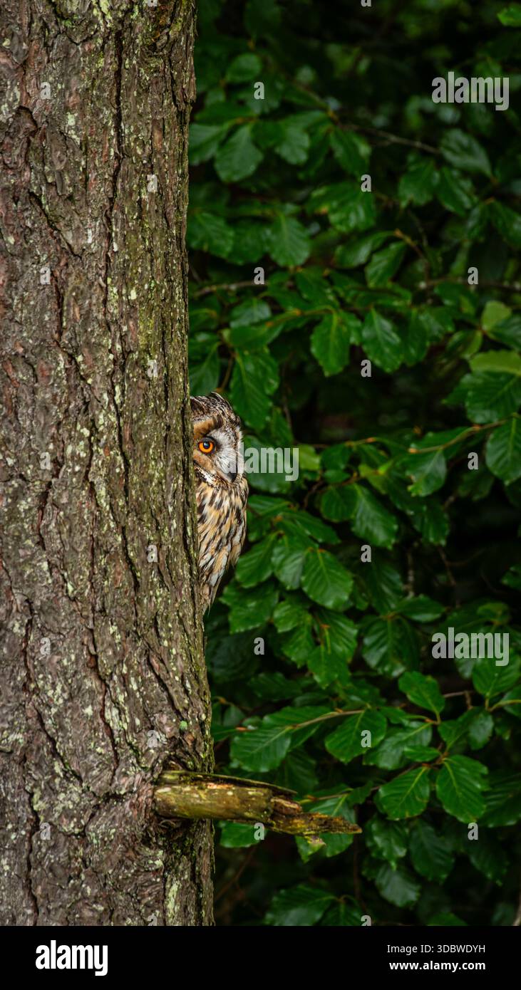Profil einer Langohrigen Eule aus einer Sammlung verschiedener Greifvögel, meist Eulen, die in oder in der Nähe eines Waldes im Nordengland gefangen werden. Stockfoto