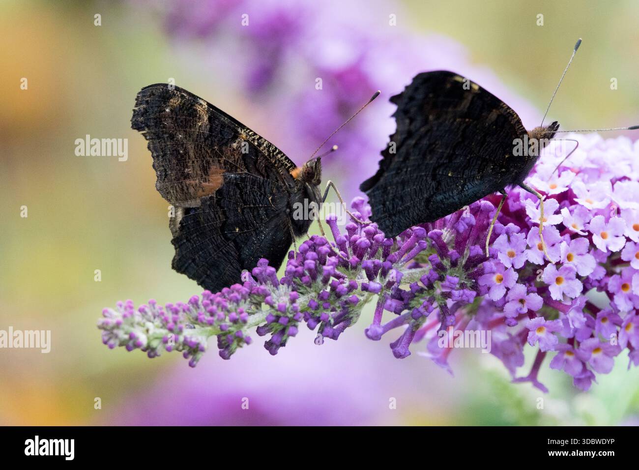 Zwei Schmetterlinge mit geschlossenen Flügeln sitzen auf einer Buddleia-Blume Stockfoto