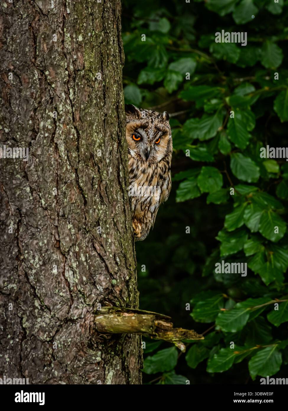 Profil einer Langohrigen Eule aus einer Sammlung verschiedener Greifvögel, meist Eulen, die in oder in der Nähe eines Waldes im Nordengland gefangen werden. Stockfoto