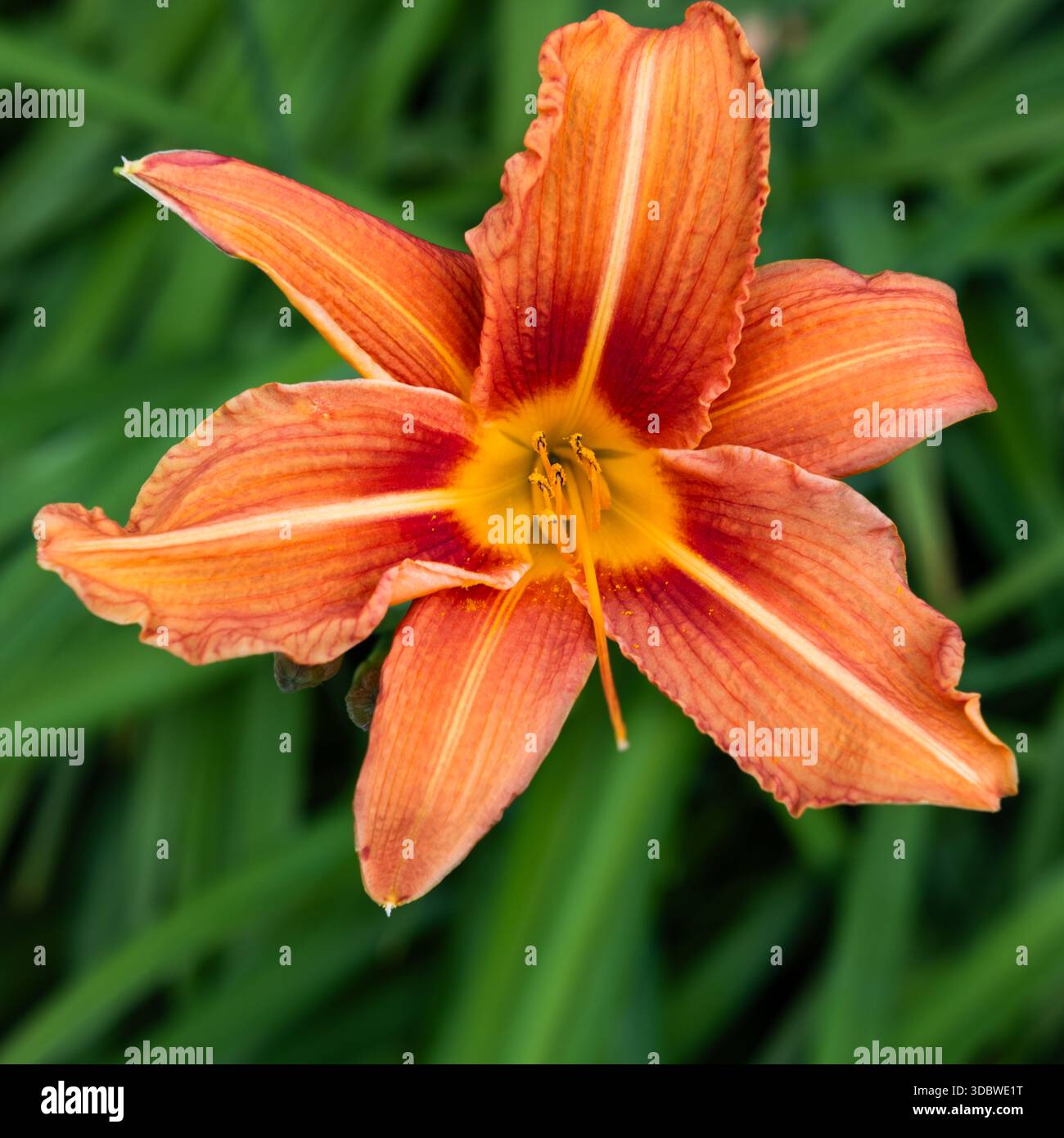 Orange Taglilie (Hemerocallis fulva) Blume gegen grünes Laub, Guildford, England Stockfoto