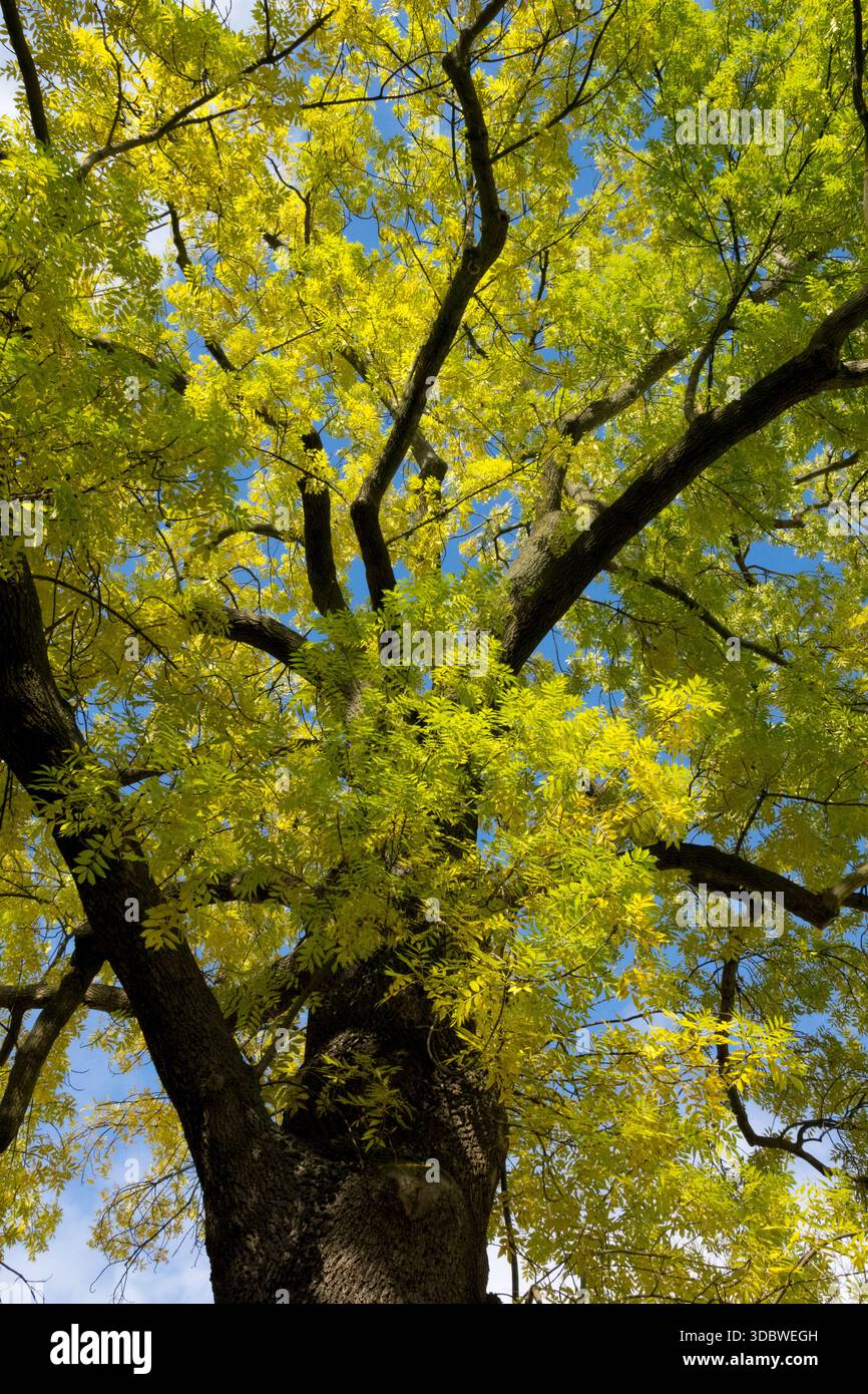 Europäische Esche im Herbst Stockfoto