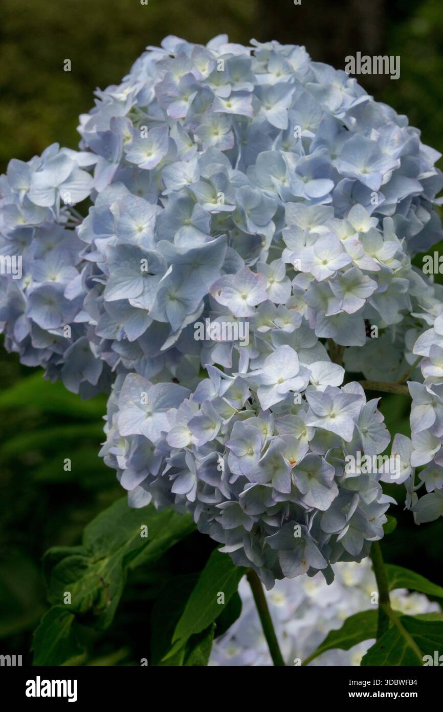 Hydrabgea-Makrophylla mit Spitzenmütze „Bouquet Rose“ Stockfoto