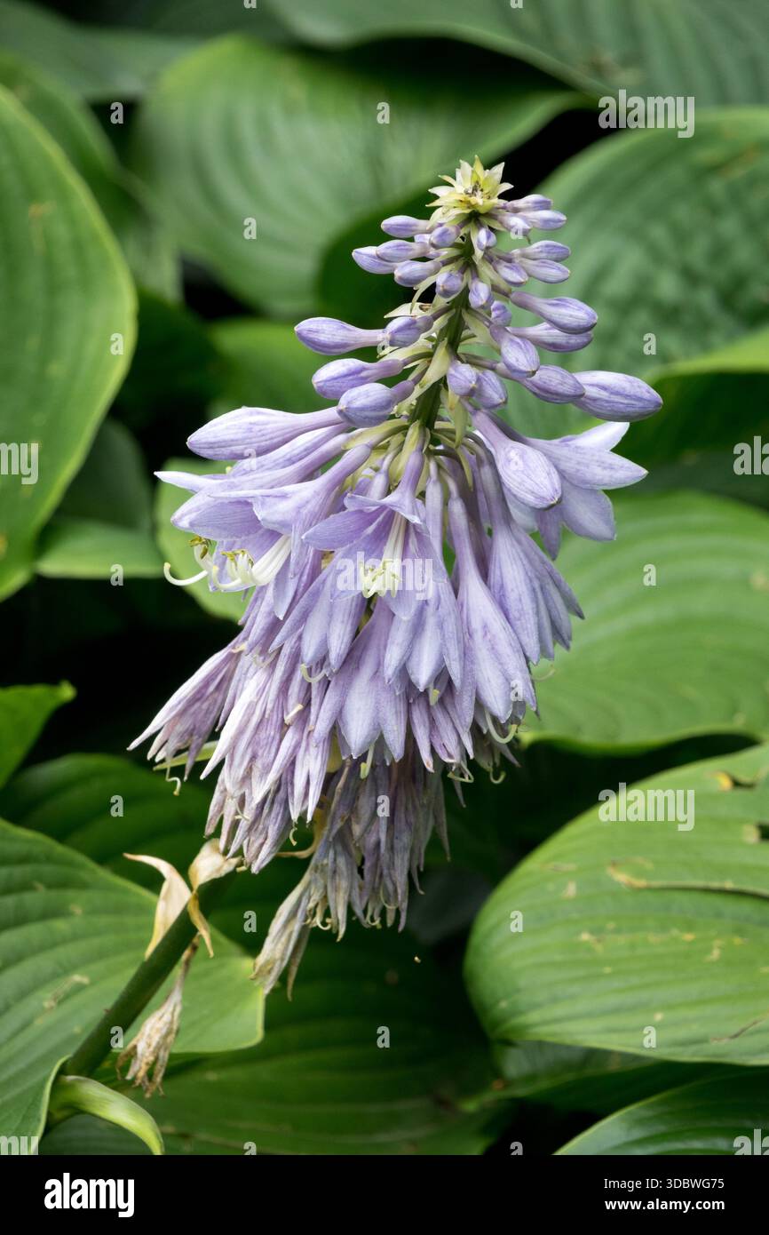 Banane Lilie Blassblau Hosta Blume Hosta 'Devon Green' Stockfoto