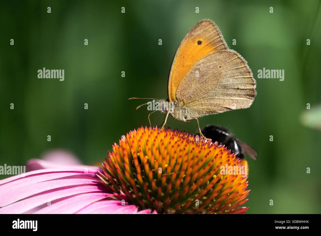 Wiesenbrauner Schmetterling auf Blume Maniola jurtina Stockfoto