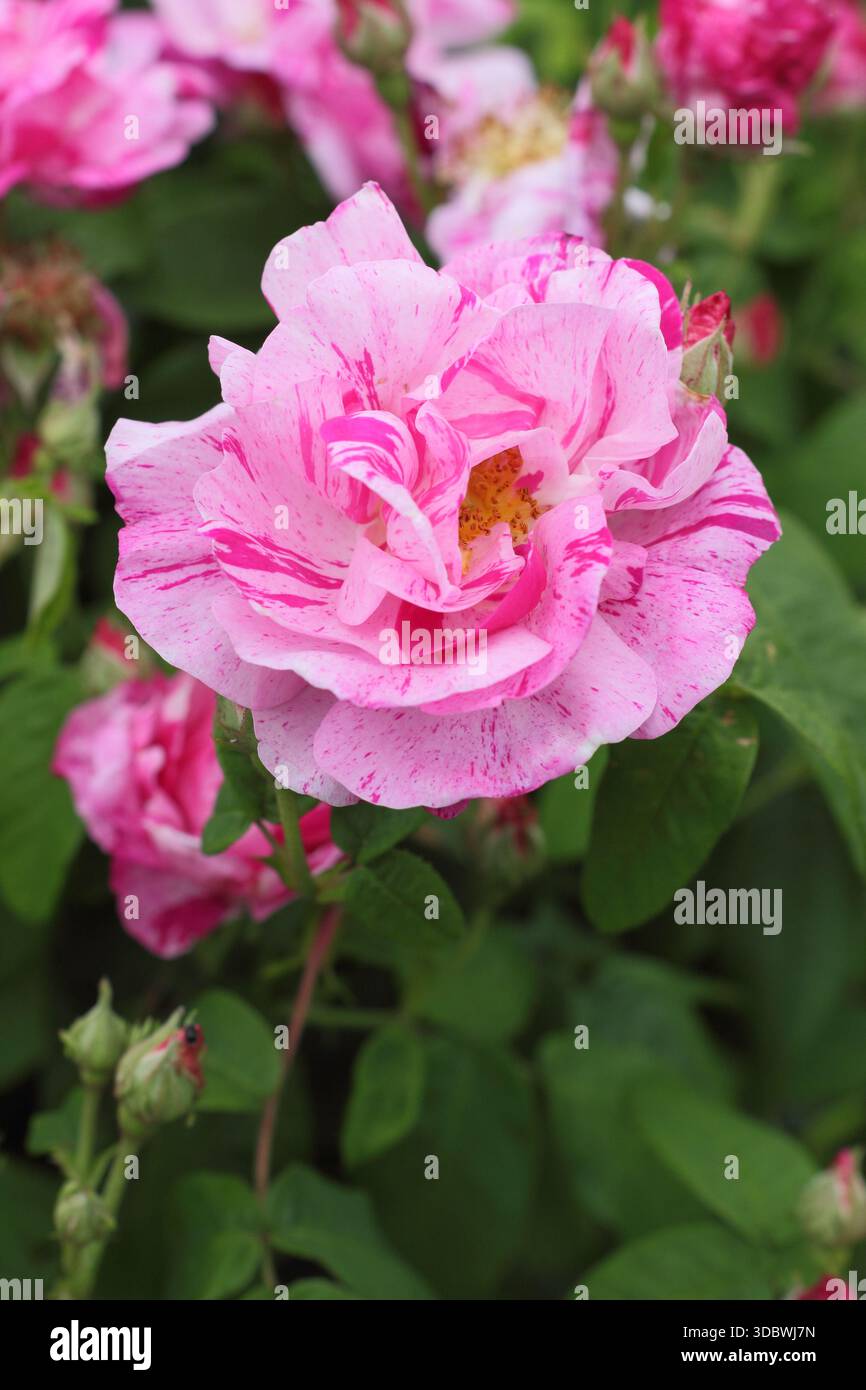 Rosa Gallica „versicolor“, auch Rosa Mundi genannt, eine auffällige duftende alte Rose in der Gallica-Gruppe mit markanten rosa und weiß gestreiften Blütenblättern Stockfoto