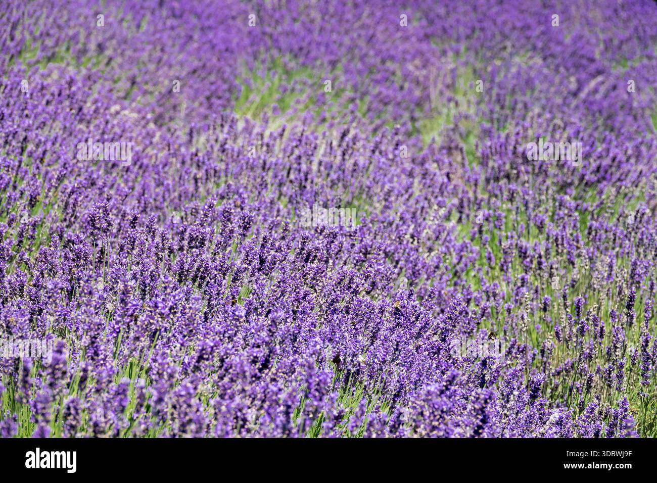 Lavendelhintergrund Stockfoto