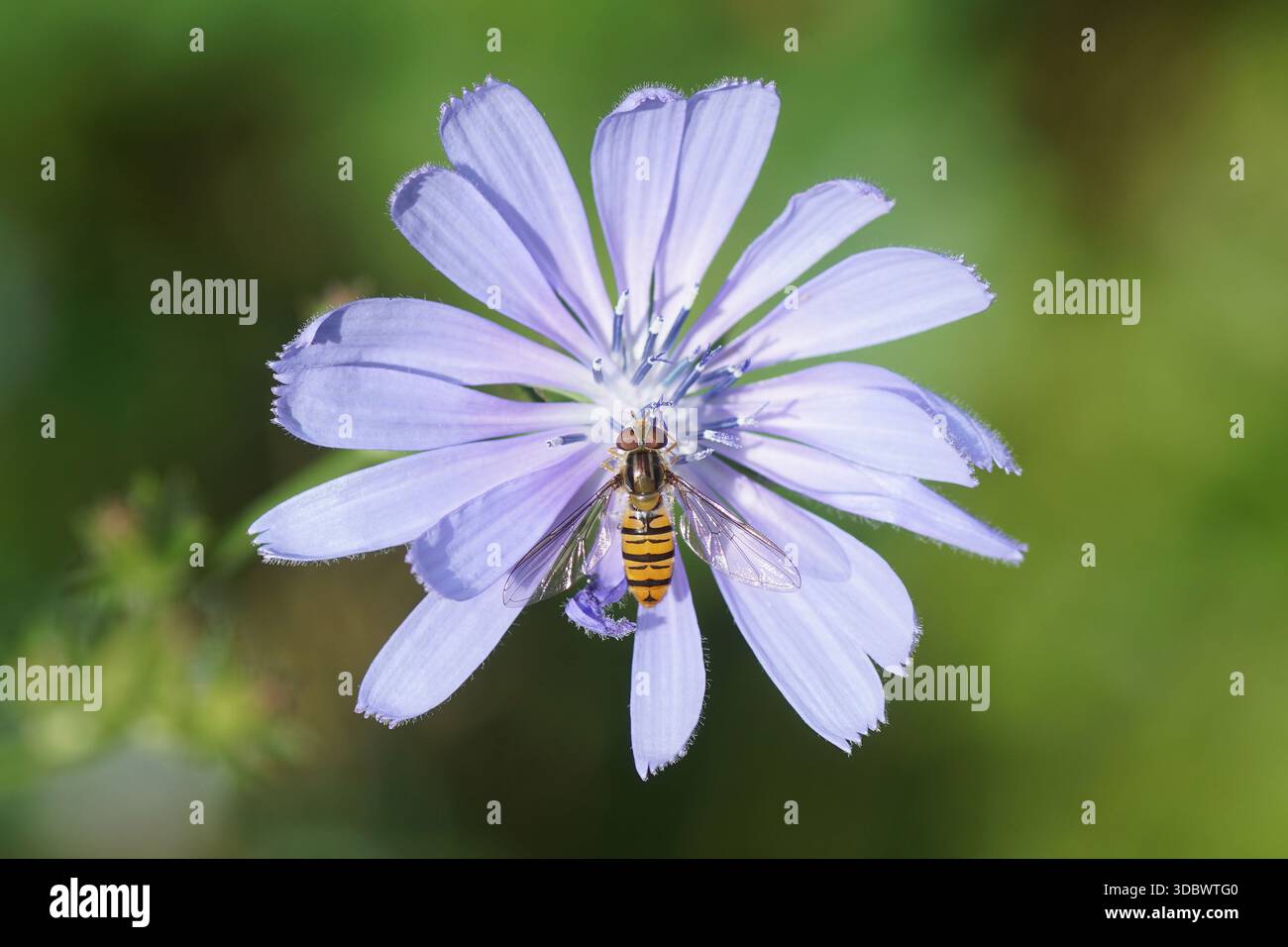 Nahaufnahme weiblicher hoverfly, Marmelade-Fliege (Episyrphus balteatus) auf blauer Blume der gewöhnlichen Zichorie (Cichorium intybus). Niederlande, Sommer, Juli Stockfoto