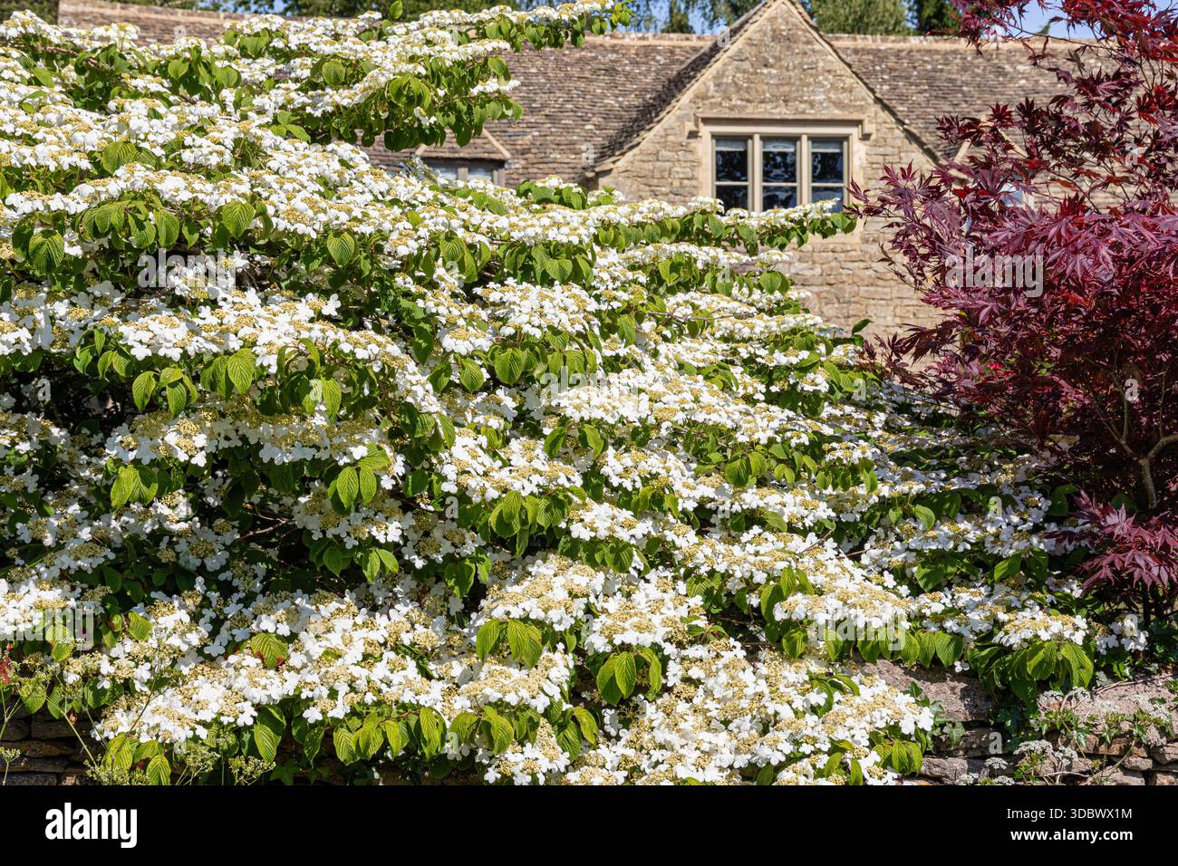 Viburnum plicatum Thunb. (Japanischer Schneeball) blüht im Mai im Dorf Cotswold in Westwell, Oxfordshire, England Großbritannien Stockfoto