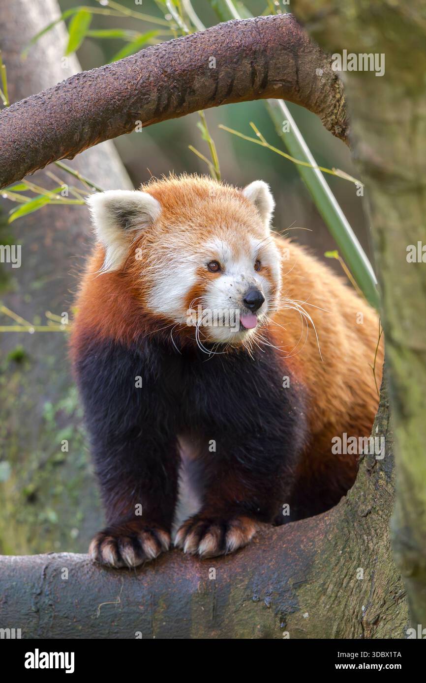 Nahaufnahme eines roten Panda, der in einem Baum steht und die Zunge herausragt. Stockfoto