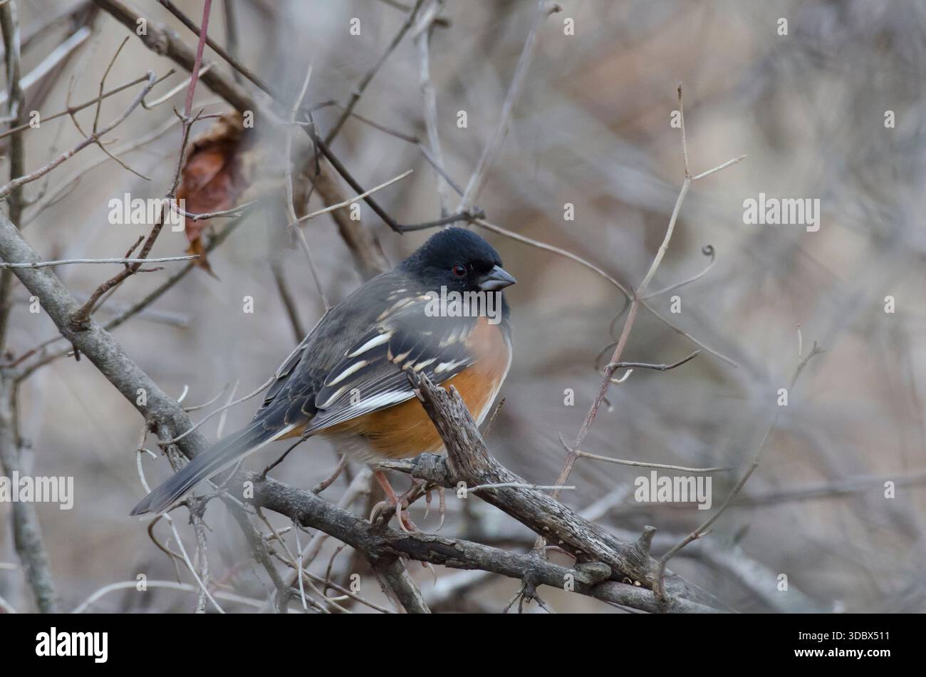 Gefleckter Towhee, Pipilo maculatus, männlich in tiefem Unterholz Stockfoto