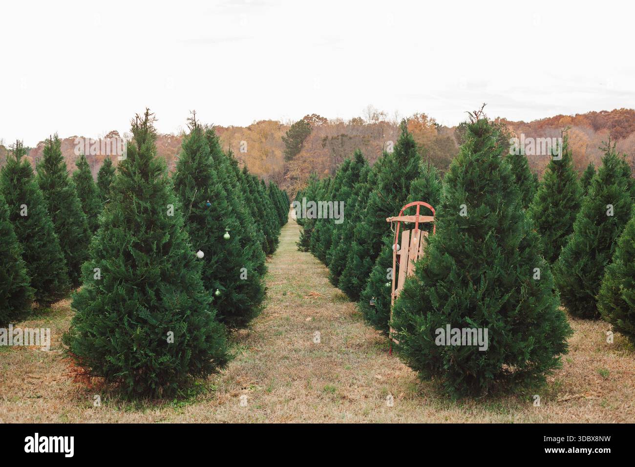 Weihnachtsbaumfarm mit Kiefernlinien Stockfoto