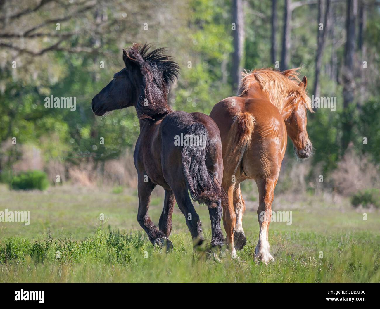 Erwachsene weibliche belgische Zugpferdestuten laufen in offenen Baumkellern weg. Stockfoto