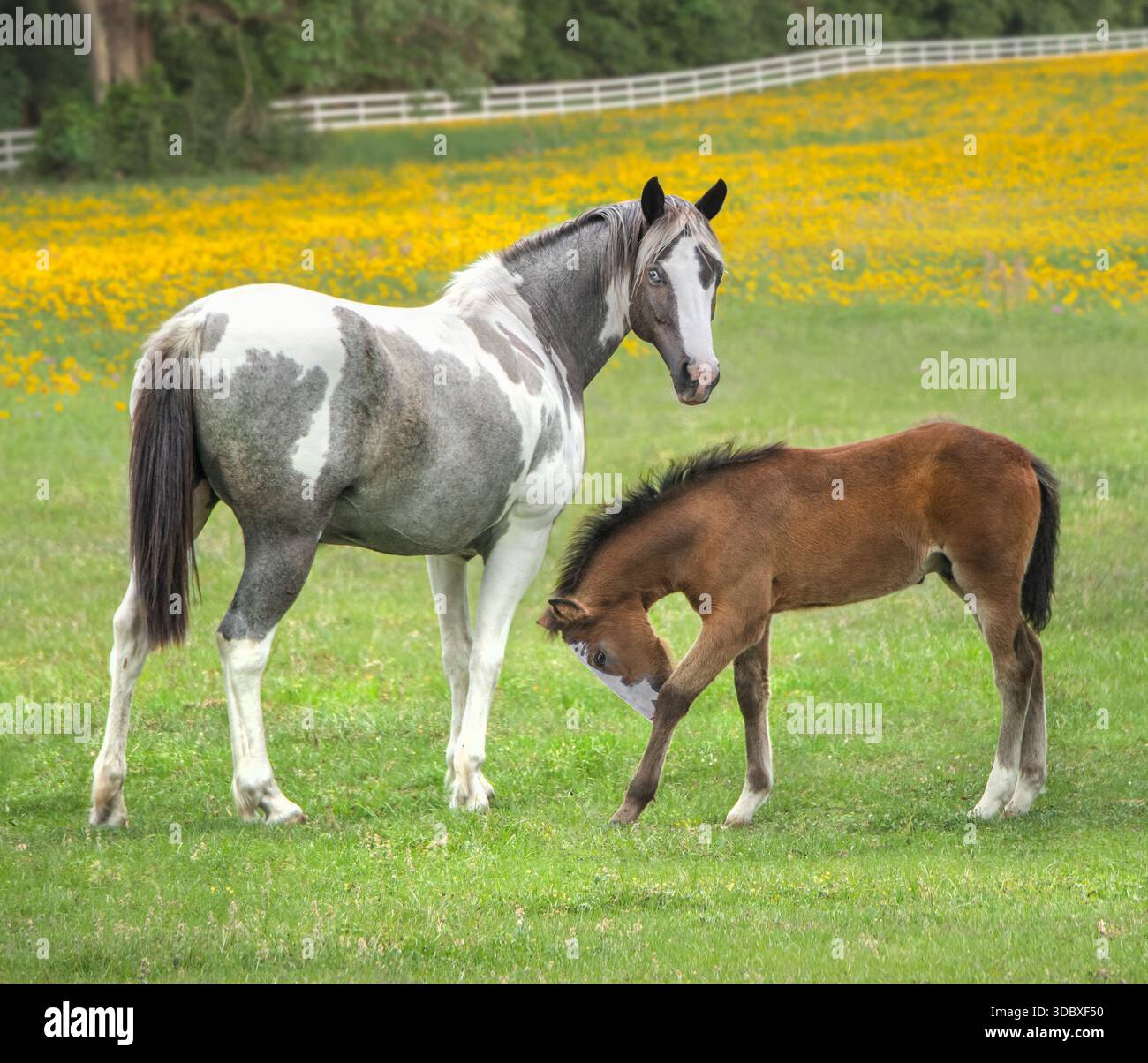 Erwachsene weibliche Pinto-Pferdeponystute mit Fohlen auf GRASWIESE Stockfoto