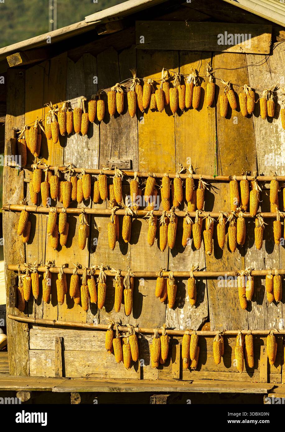 Blick auf goldene Maiskolben, die an einer Holzwand hängen und einen strukturierten Wandteppich mit ländlichem Charme schaffen, Yen Bai, Vietnam. Stockfoto