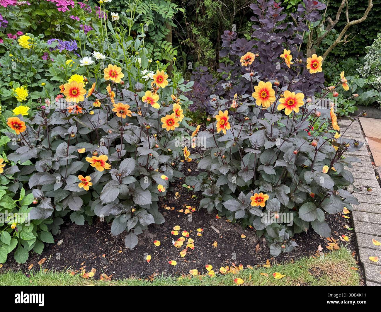 Dahlien Moonrise-Sorte in voller Blüte mit Blüten in einem englischen Garten in England Stockfoto