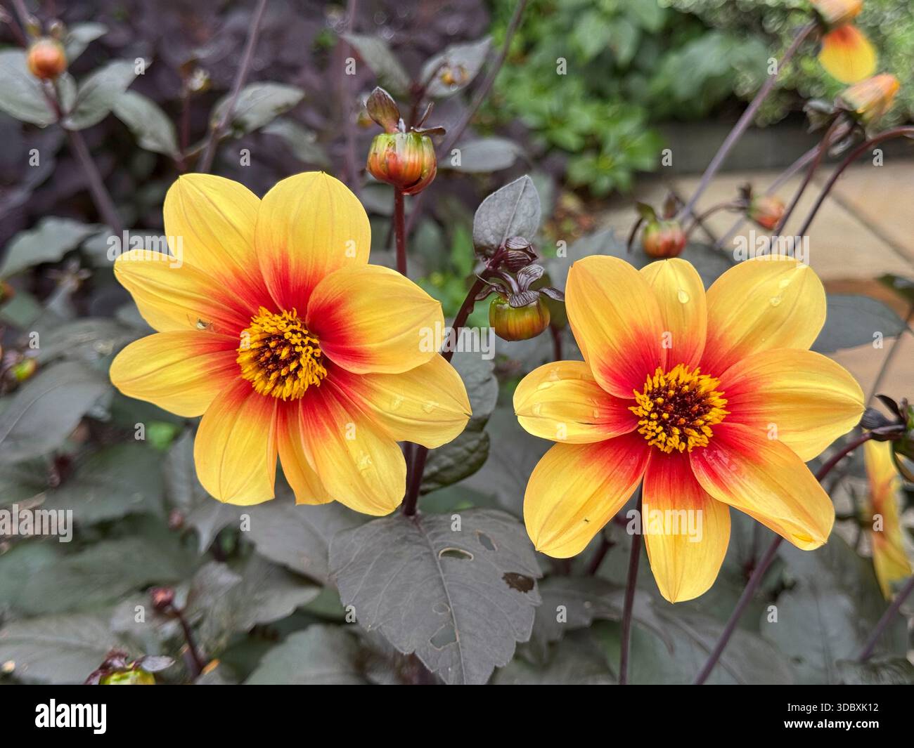Eine Nahaufnahme zeigt zwei Dahlia Moonrise Blüten mit bunten gelben und roten Blüten auf den Sorten in England - Smartphone-aufgenommenes Stockfoto