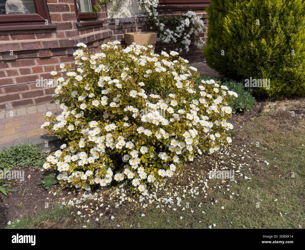 Cistus Gold Prize Rock Rose in Blume mit weißen Blüten und goldenem Laub in England Stockfoto