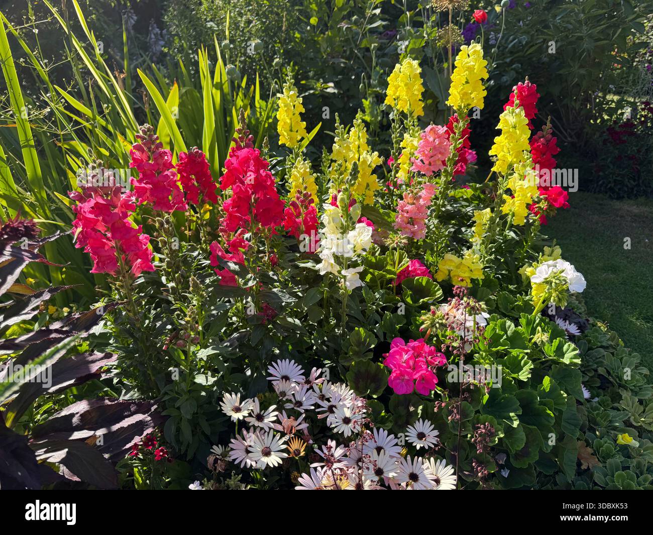 Ein Blick zeigt ein Blumenbeet mit einjährigen Blüten und farbenfrohen Blumen in einem Garten in England Stockfoto