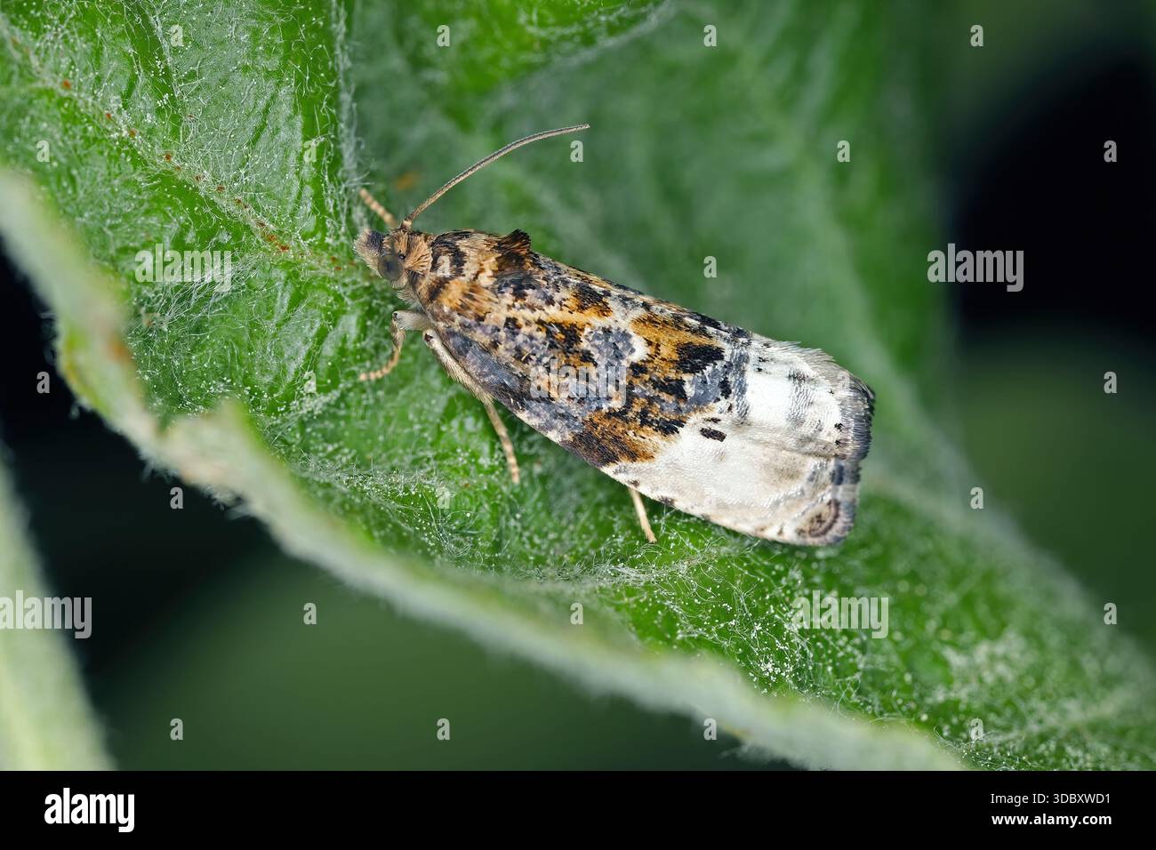 Marmorierter Orchard Tortrix, Hedya nubiferana. Eine polyphage Art von Tortrixmotten oder Laubwalzenmotten, Tortricidae, die kultivierte und wilde Tiere beschädigt Stockfoto