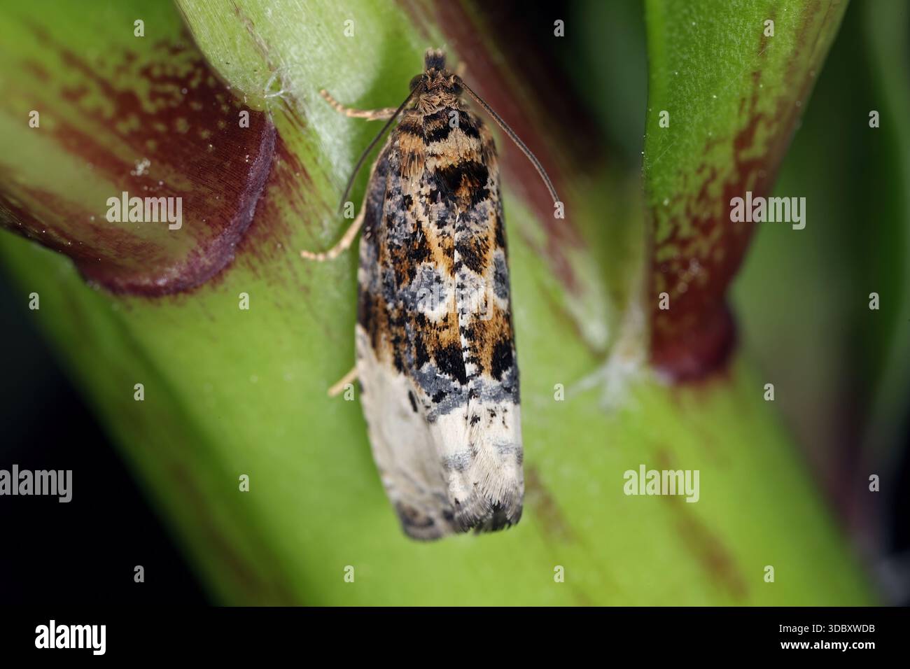 Marmorierter Orchard Tortrix, Hedya nubiferana. Eine polyphage Art von Tortrixmotten oder Laubwalzenmotten, Tortricidae, die kultivierte und wilde Tiere beschädigt Stockfoto